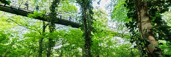 Hängebrücke und Bäume des Naturerlebnispfads im Tiergarten Schönbrunn 
