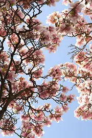 Blütenpracht in Wiener Park