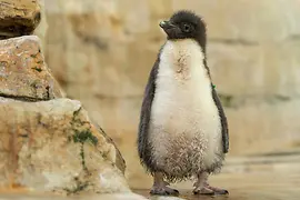 Sziklaugró pingvin